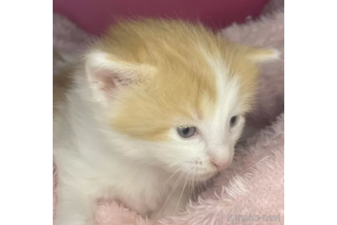 成約済の山形県のノルウェージャンフォレストキャット-97511の2枚目